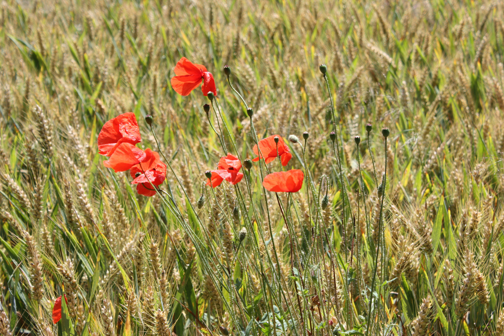 Mohnblumen im Kornfeld