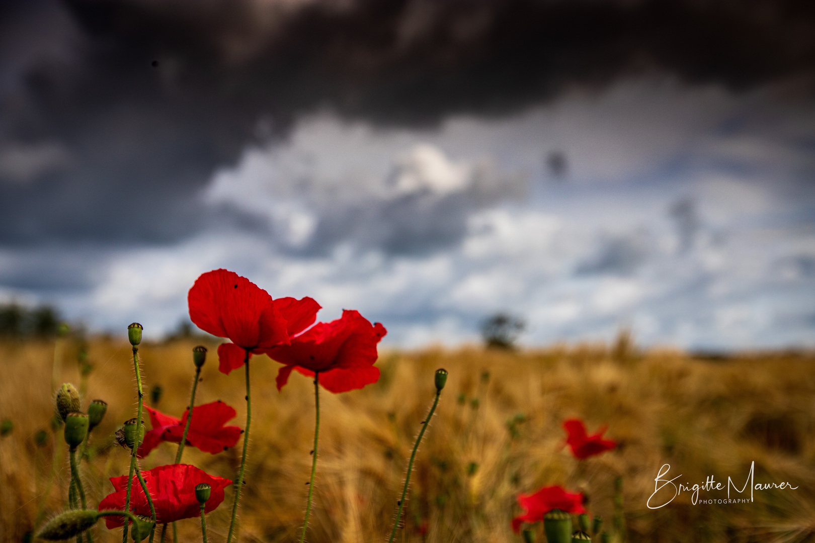 Mohnblumen im Kornfeld