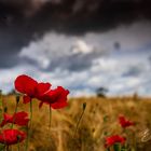 Mohnblumen im Kornfeld