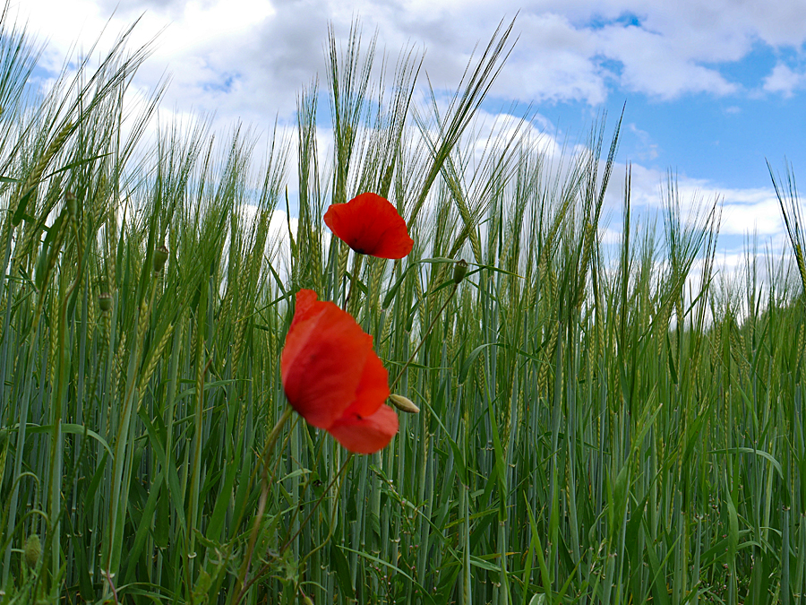 Mohnblumen im Kornfeld