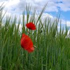 Mohnblumen im Kornfeld