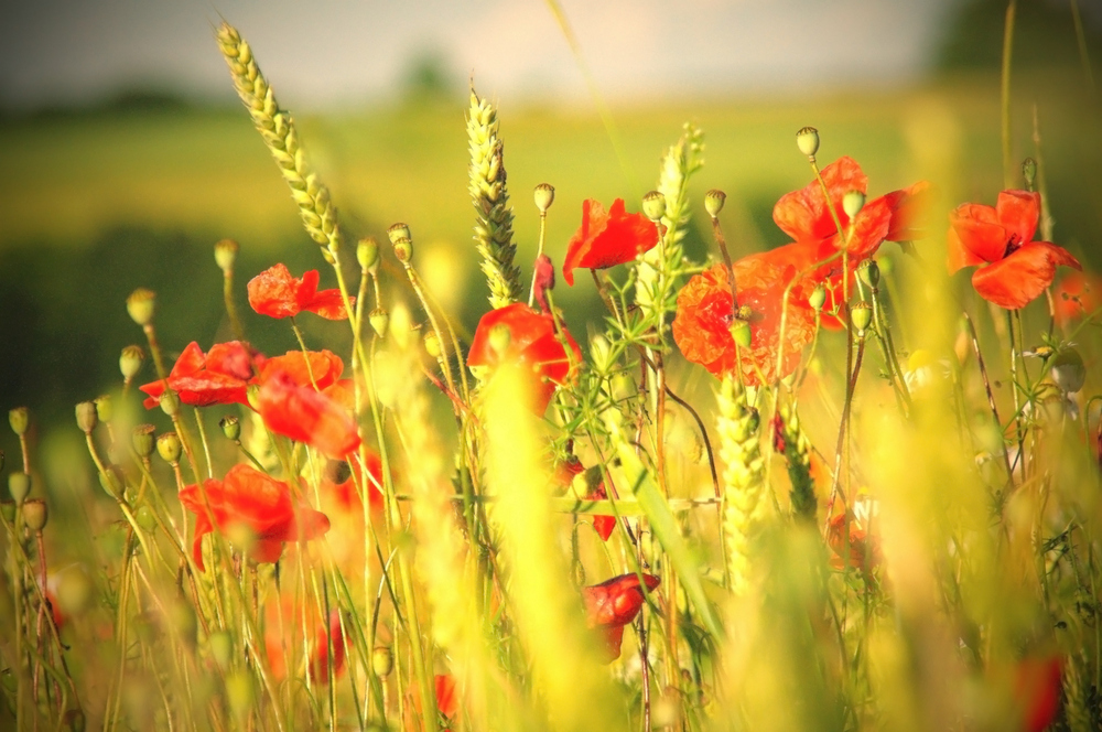 Mohnblumen im Kornfeld