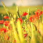 Mohnblumen im Kornfeld