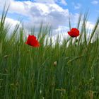 Mohnblumen im Kornfeld