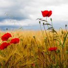 Mohnblumen im Kornfeld