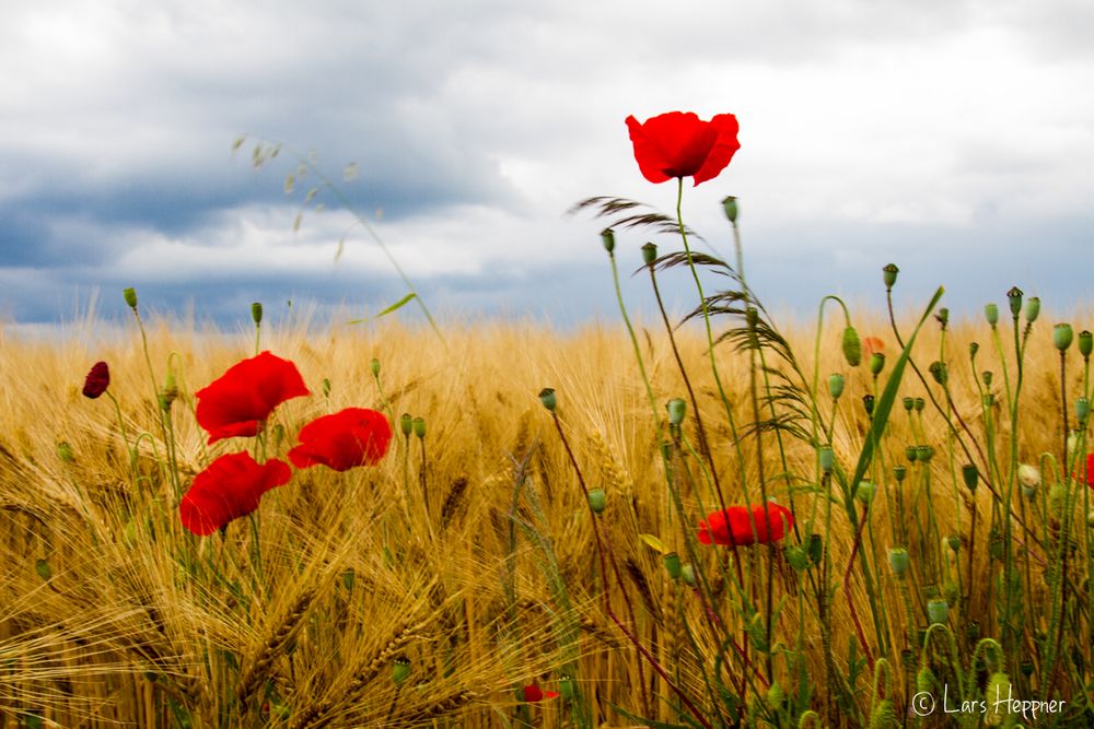 Mohnblumen im Kornfeld