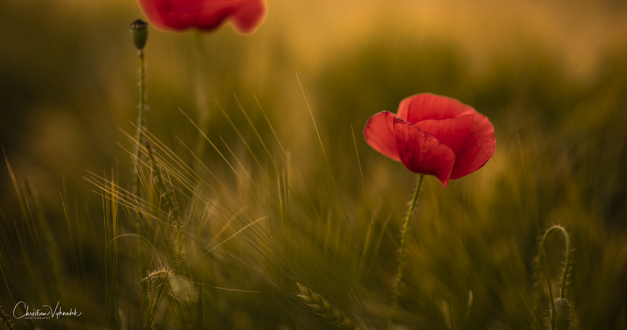 Mohnblumen im Kornfeld