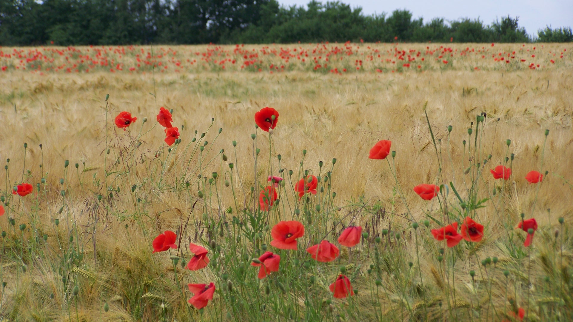 Mohnblumen im Kornfeld