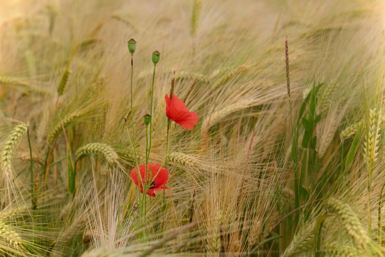 Mohnblumen im Kornfeld