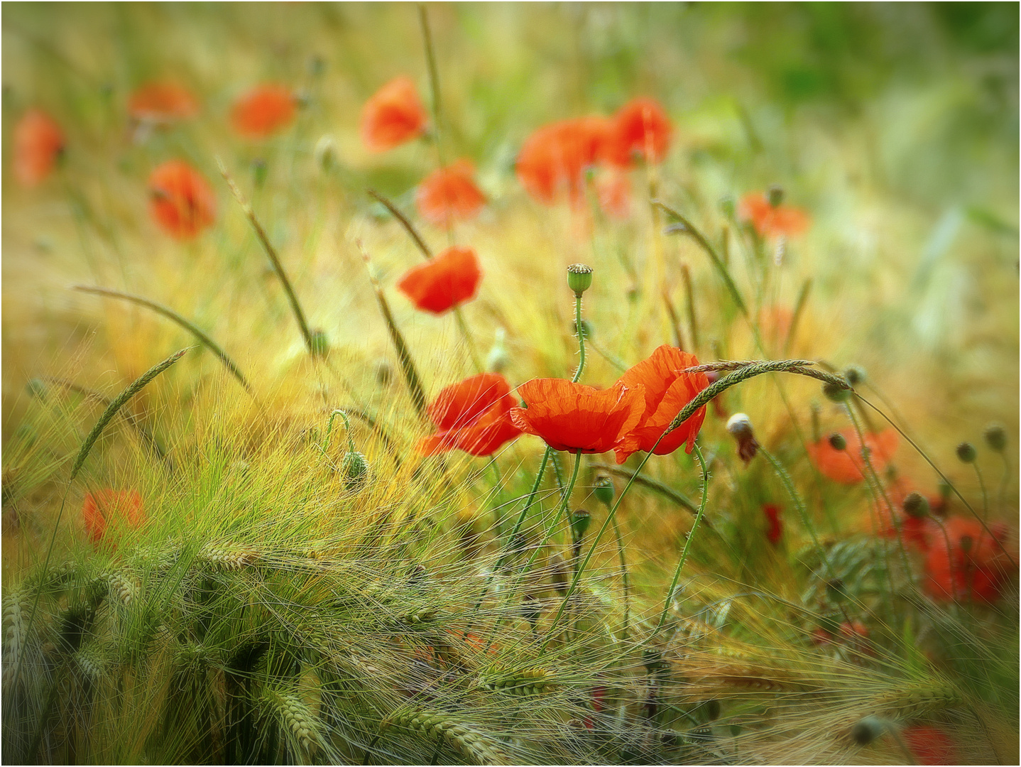 Mohnblumen im Kornfeld