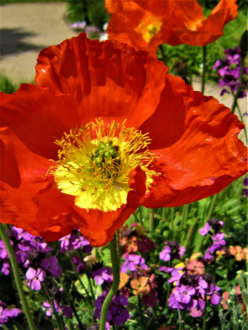 Mohnblumen im Kübel