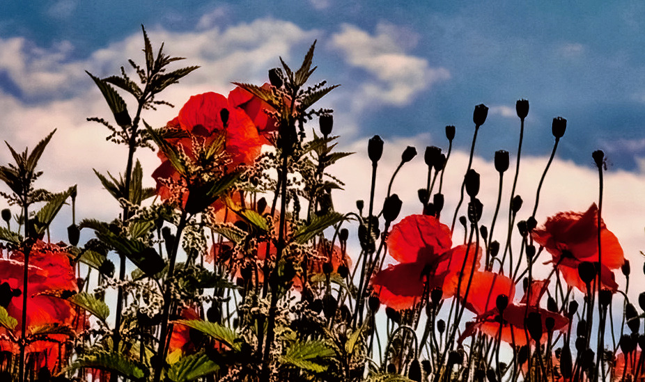 Mohnblumen im Licht der Sonne 