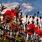 Mohnblumen im Licht der Sonne 