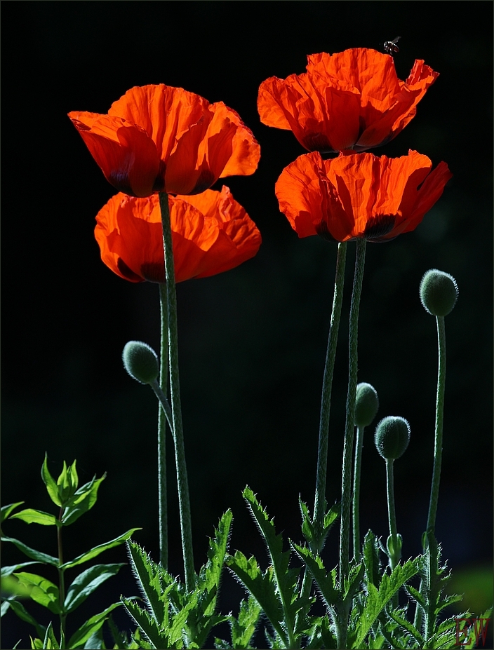 Mohnblumen im Licht