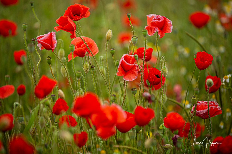 Mohnblumen im Mohnfeld