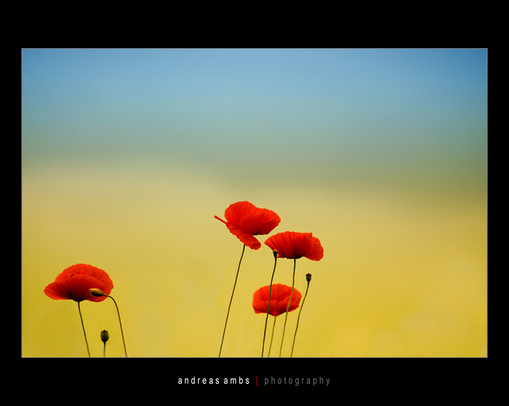 Mohnblumen im Morgenlicht