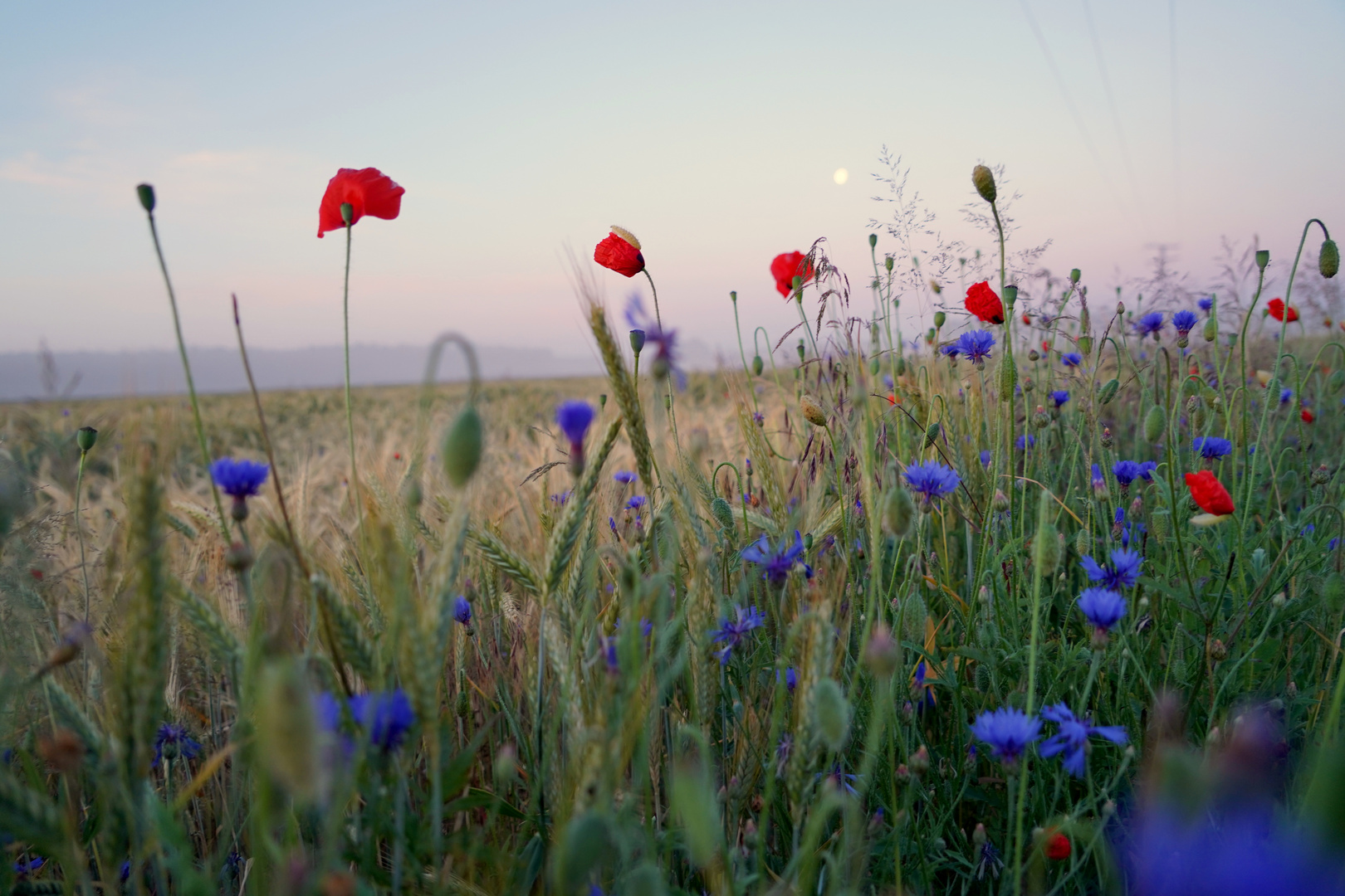 Mohnblumen im Morgenlicht1