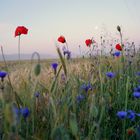 Mohnblumen im Morgenlicht1