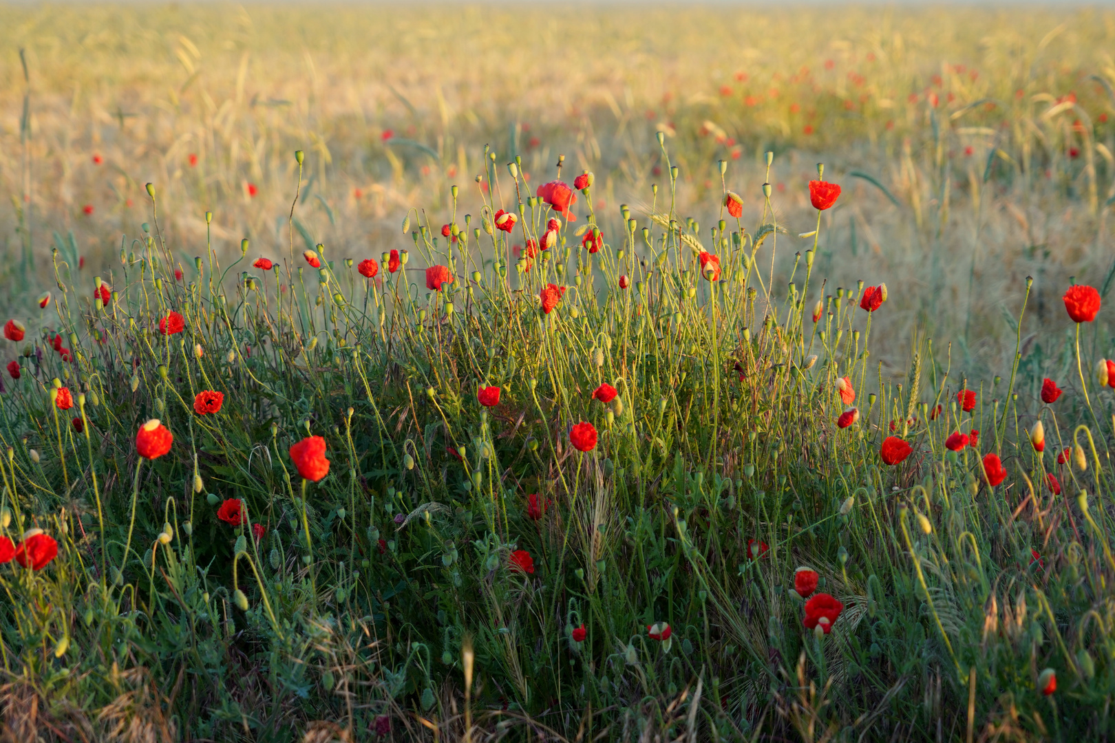 Mohnblumen im Morgenlicht2