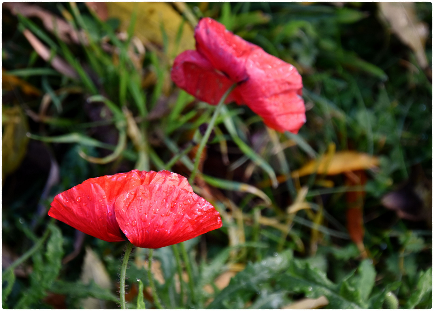 Mohnblumen im November