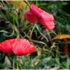 Mohnblumen im November