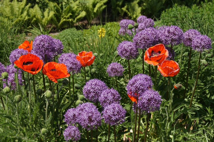 Mohnblumen im Park 4