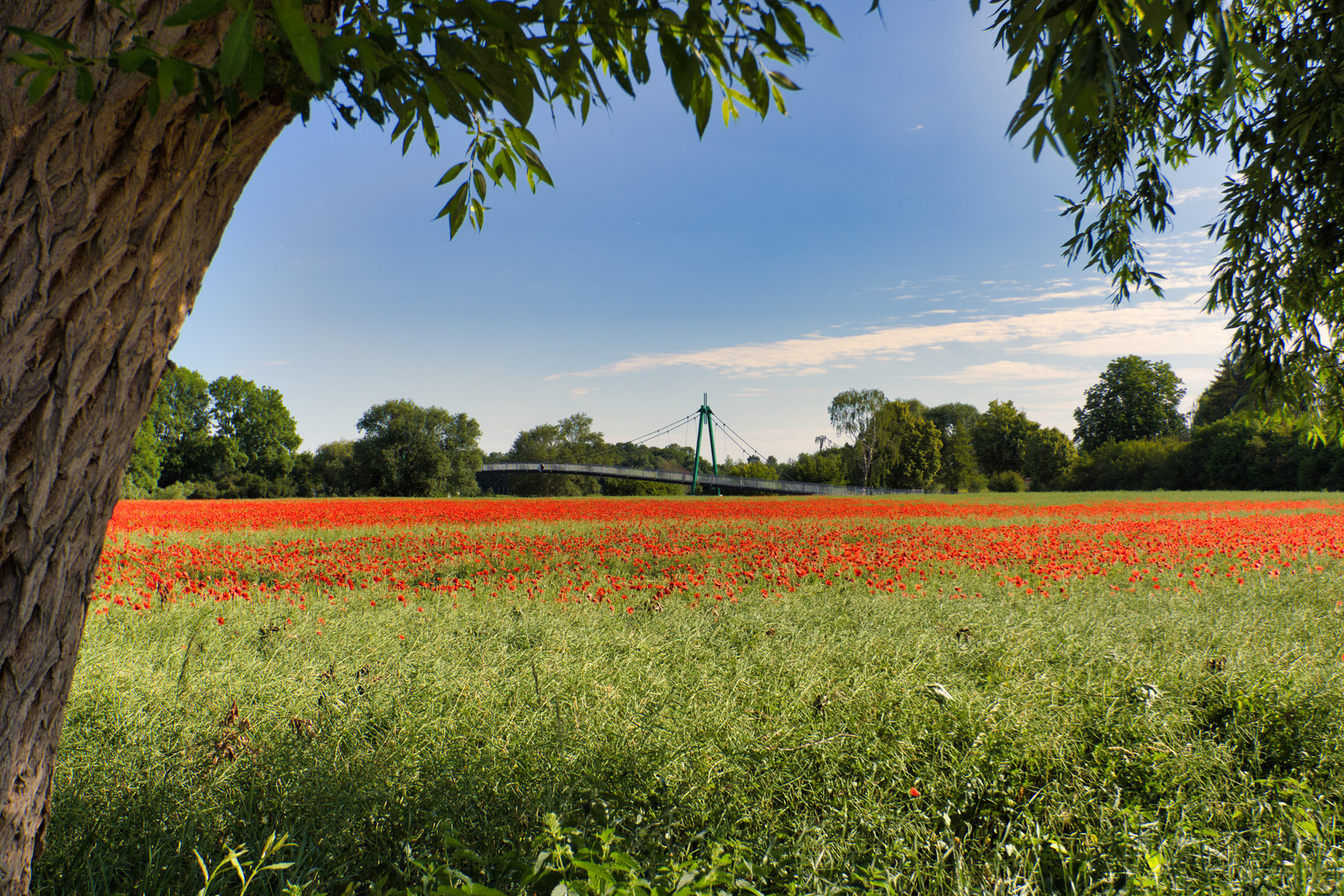 Mohnblumen im Rapsfeld