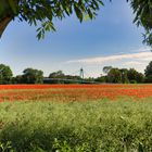 Mohnblumen im Rapsfeld