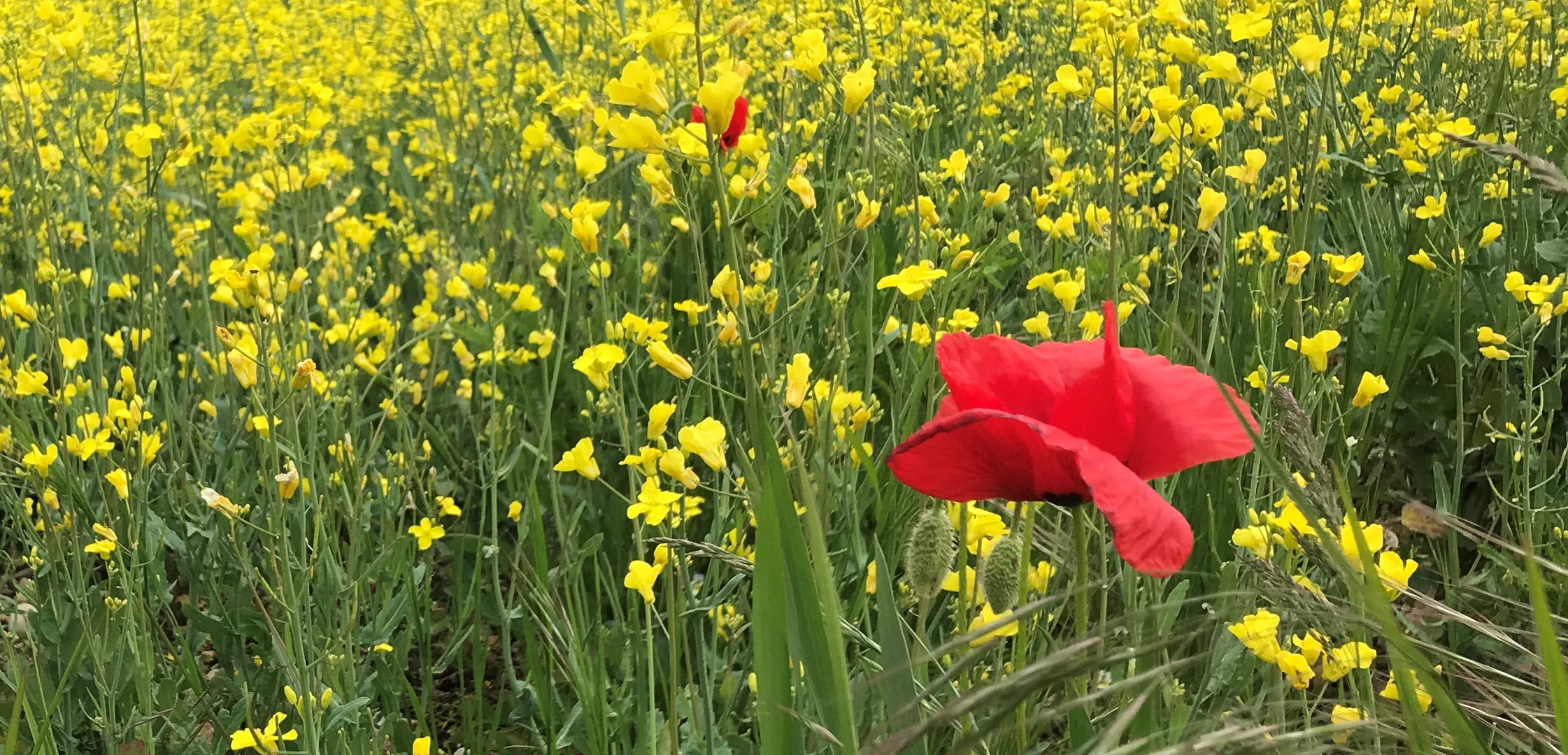 Mohnblumen im Rapsfeld