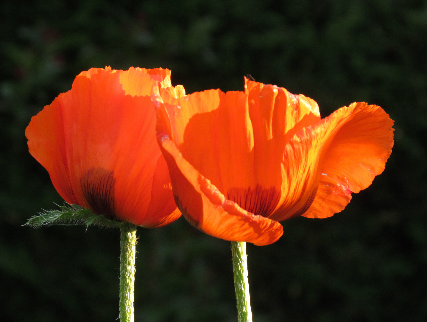 Mohnblumen im Sonnenlicht