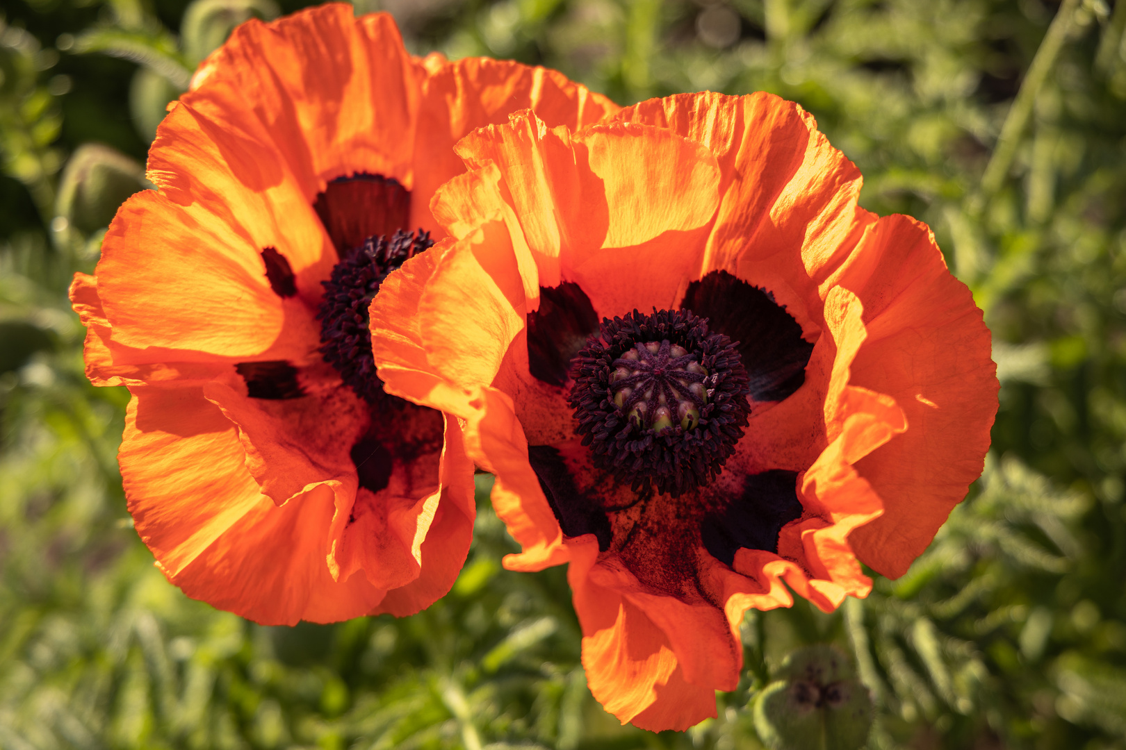 Mohnblumen im Sonnenlicht Foto & Bild landschaft, garten
