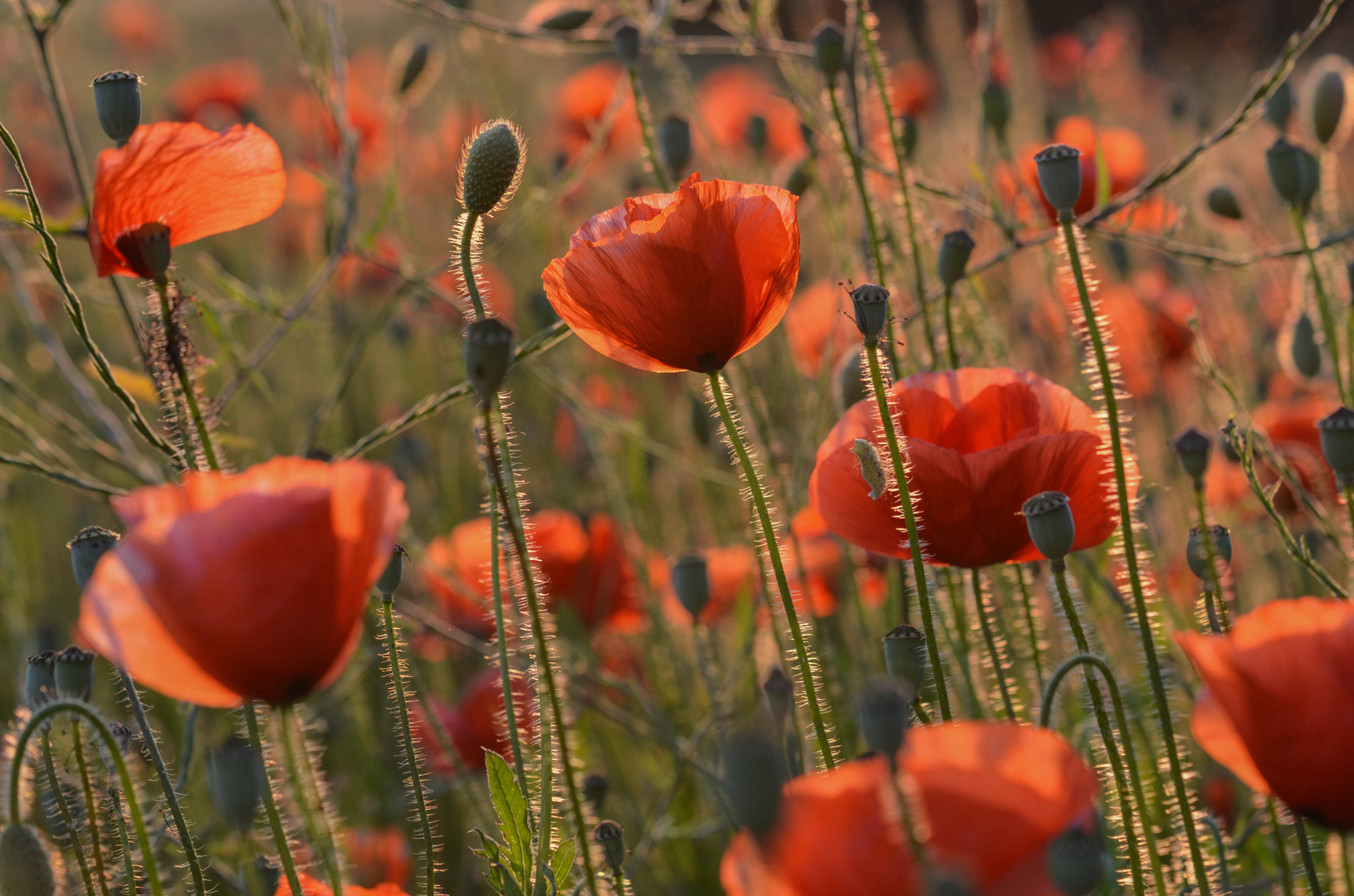 Mohnblumen im Sonnenlicht