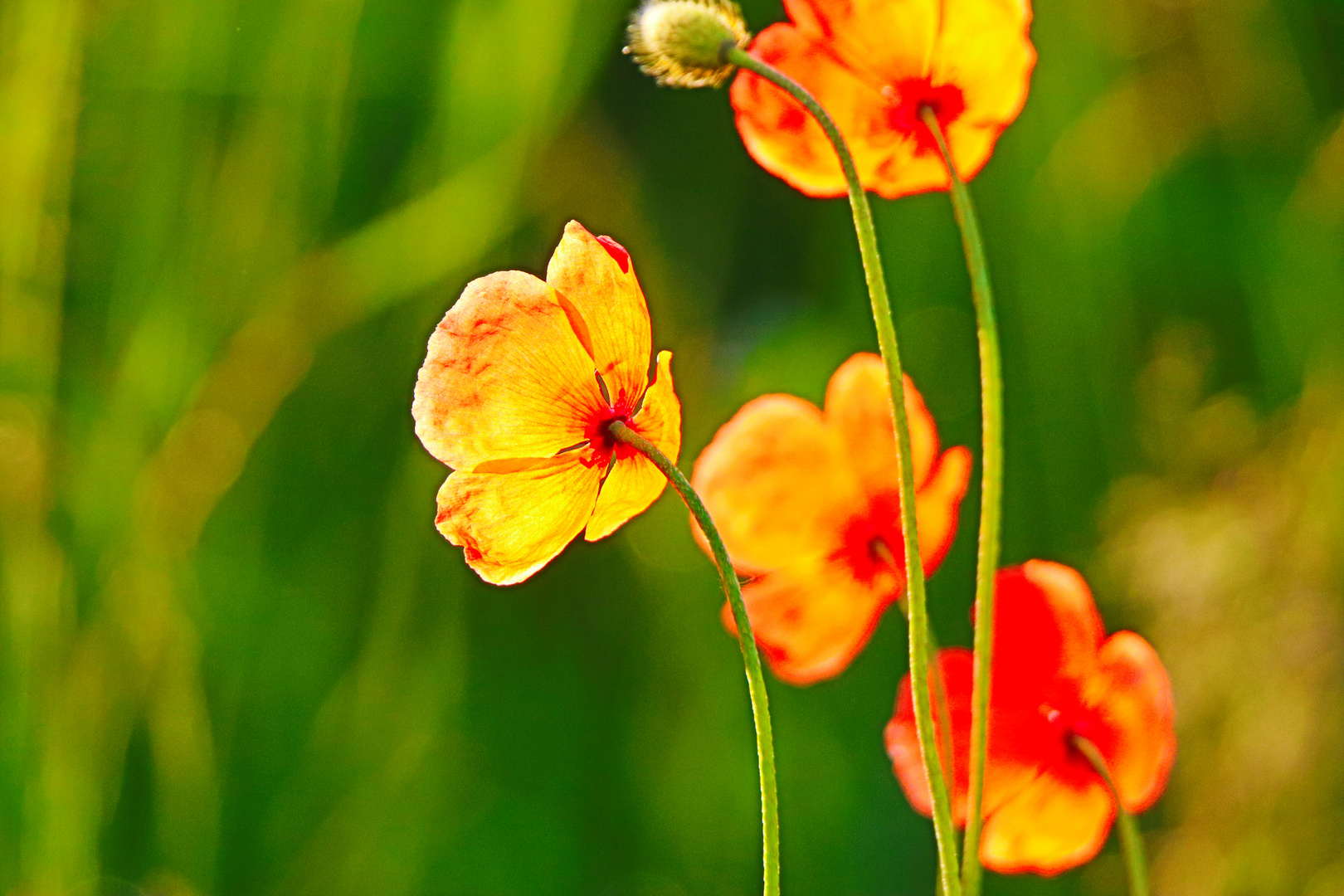 Mohnblumen im Sonnenschein 