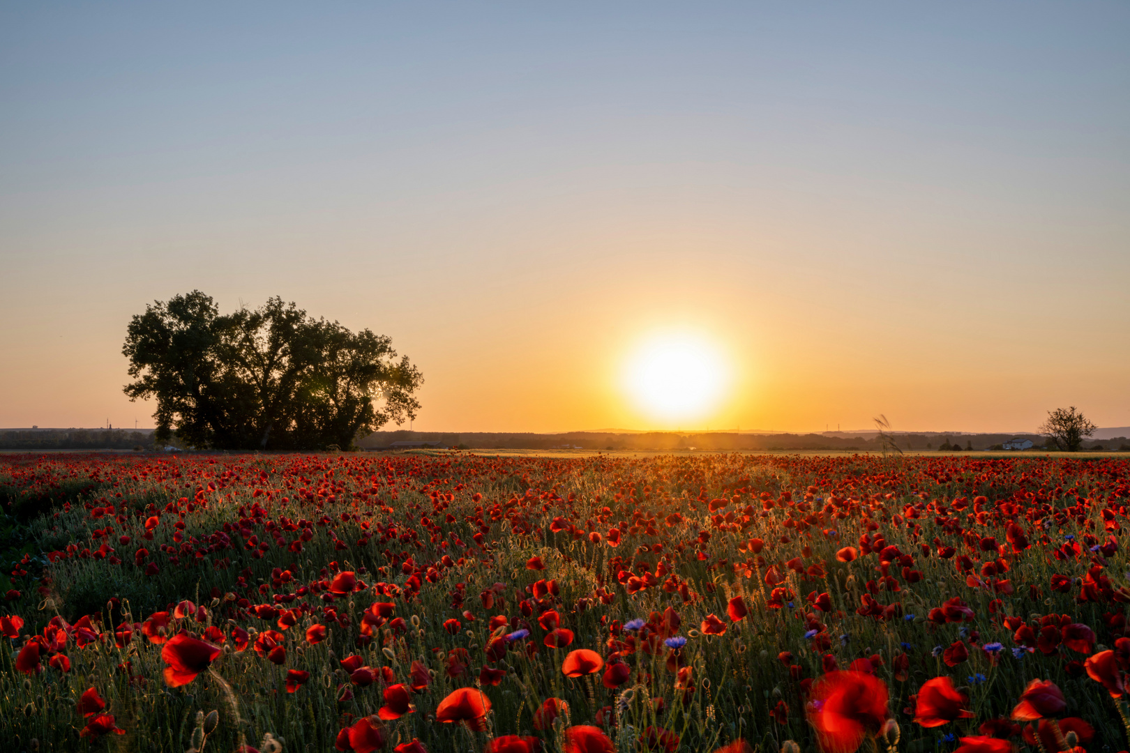 Mohnblumen im Sonnenuntergang