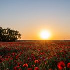 Mohnblumen im Sonnenuntergang