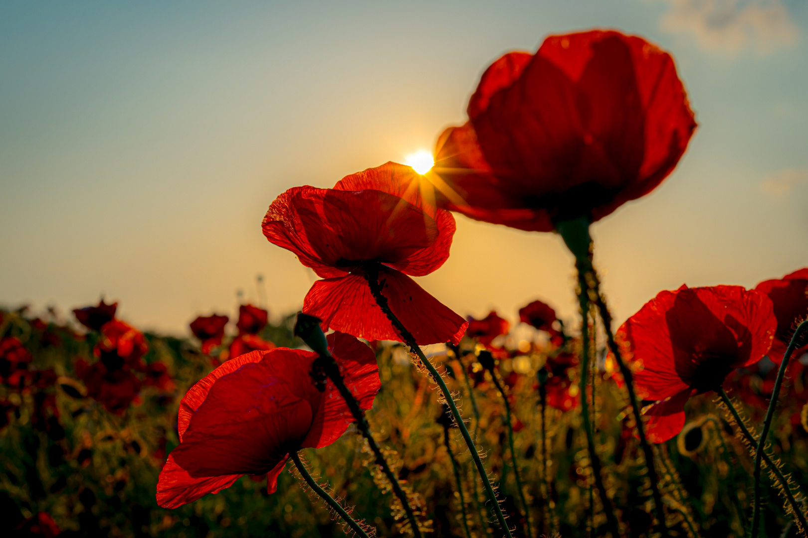 Mohnblumen im Sonnenuntergang