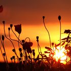 Mohnblumen im Sonnenuntergang