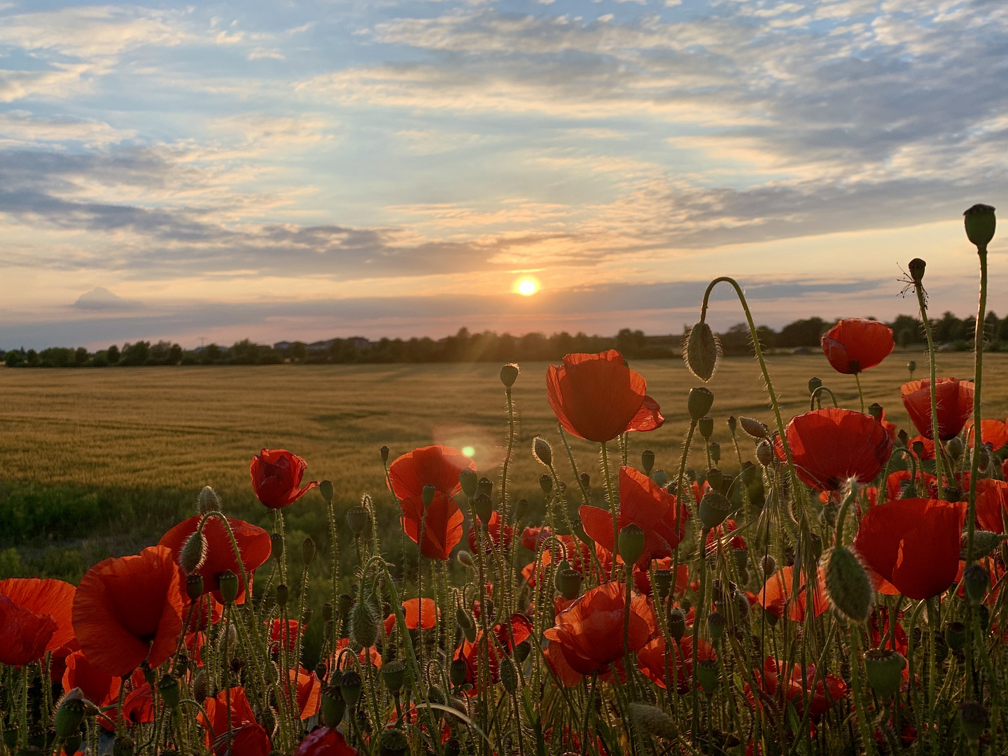 Mohnblumen im Sonnenuntergang