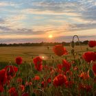 Mohnblumen im Sonnenuntergang