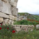 Mohnblumen im Taurusgebirge.