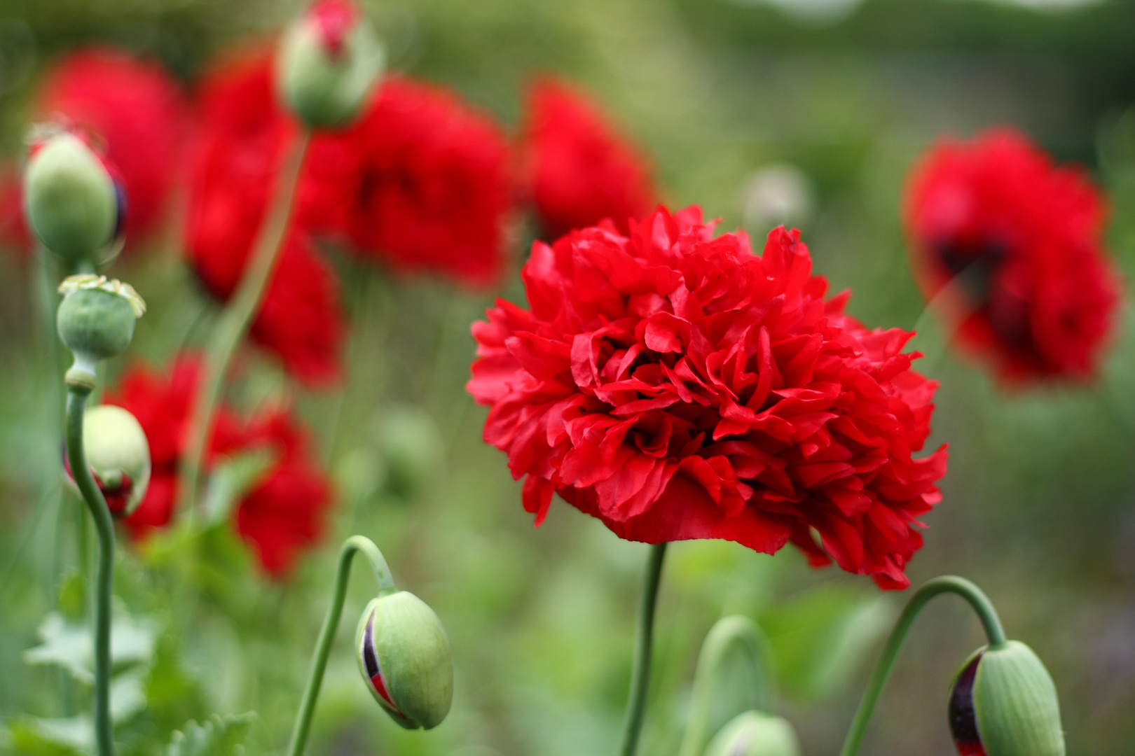 Mohnblumen im Volksgarten D.-dorf