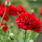 Mohnblumen im Volksgarten D.-dorf