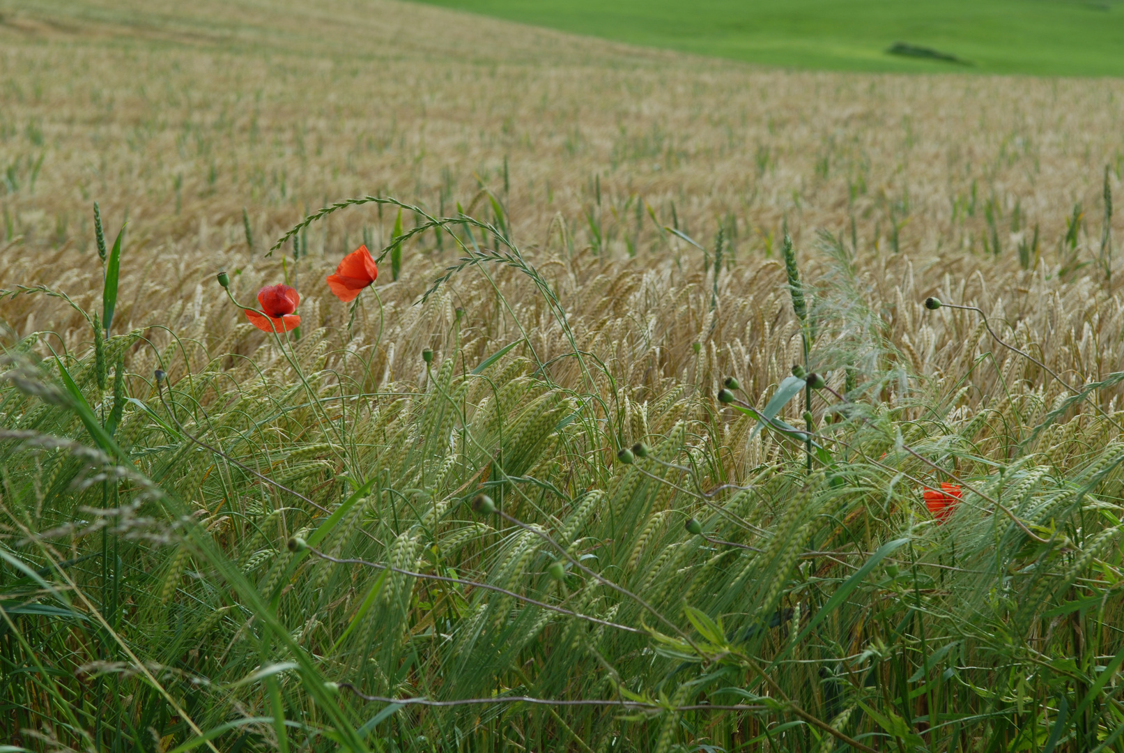 Mohnblumen im Weizenfeld 16