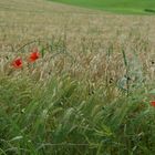 Mohnblumen im Weizenfeld 16