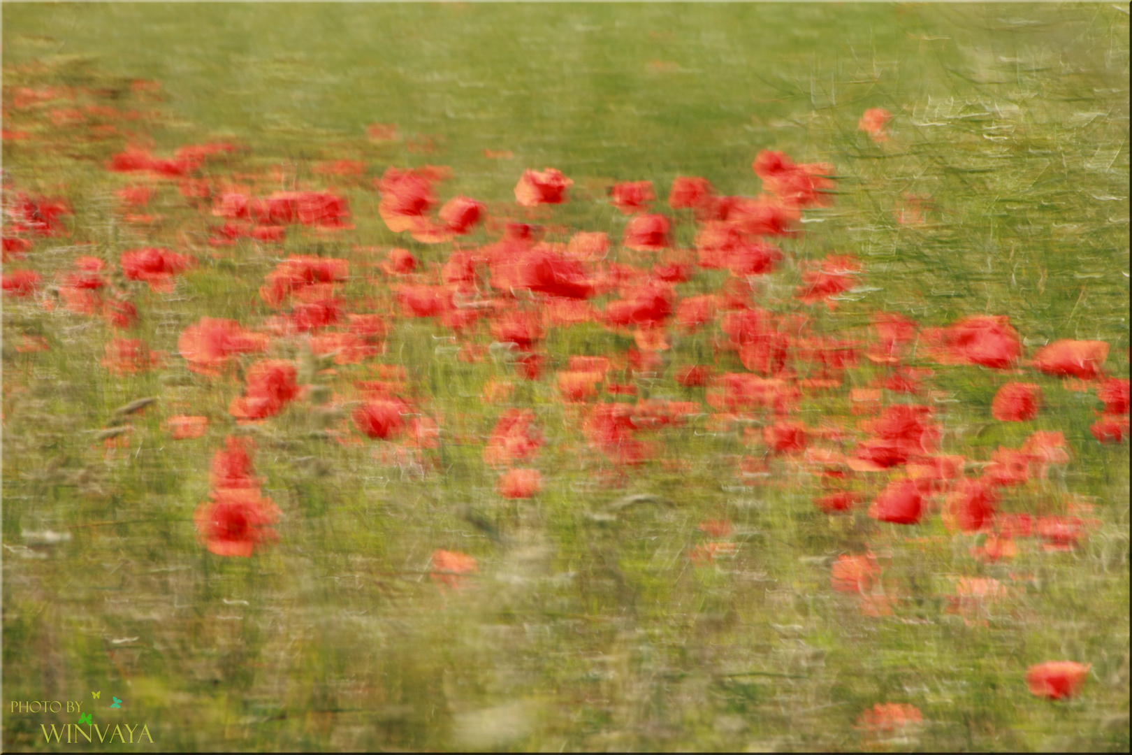 Mohnblumen im Wind