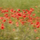 Mohnblumen im Wind