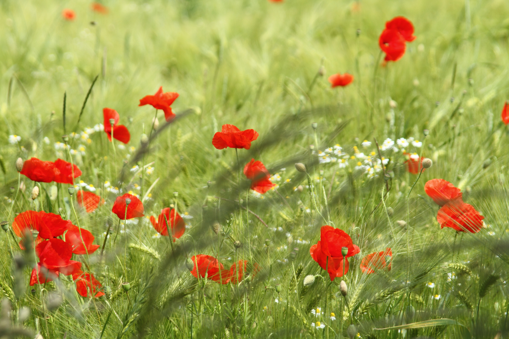 Mohnblumen im Wind