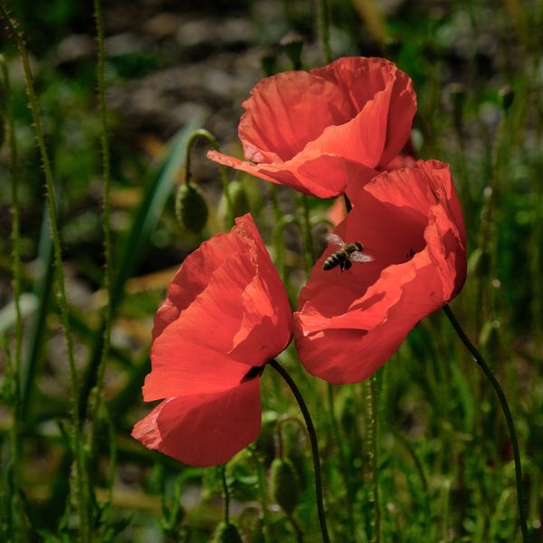 Mohnblumen im Wind