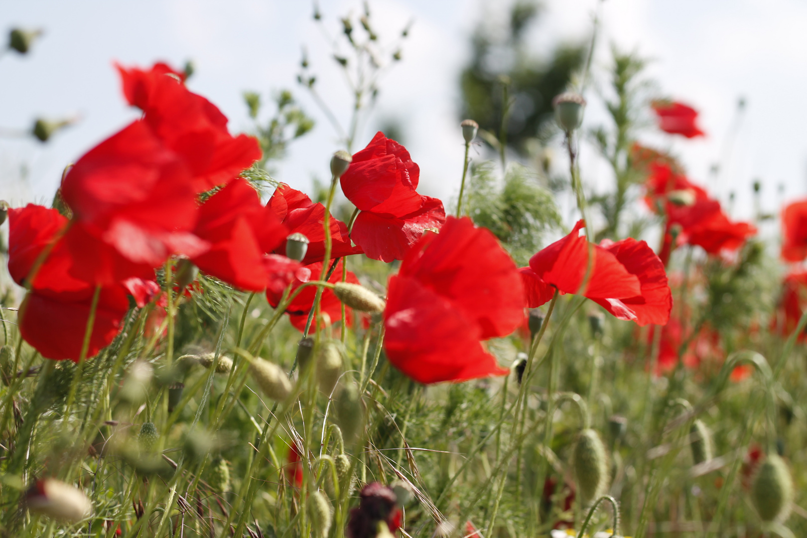 Mohnblumen im Wind