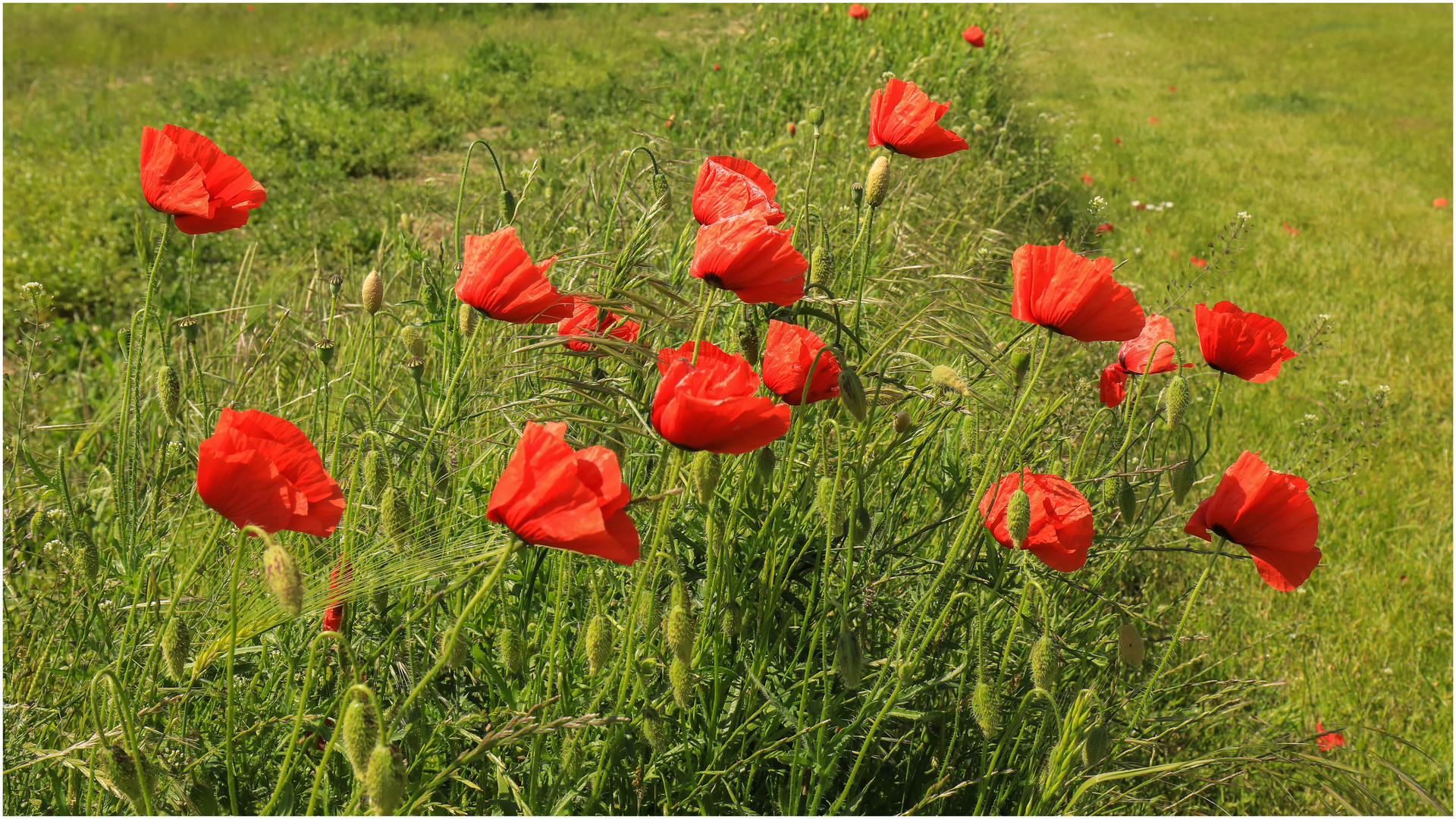 Mohnblumen im Wind  .....